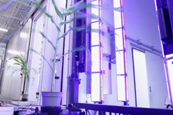 Plant entering the ARIS  RGB Chlorophyll fluorescence imaging cabinet at Purdue Universities AAPF facility. High resolution imaging of mature corn plants