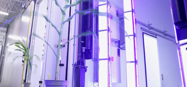 Plant entering the ARIS  RGB Chlorophyll fluorescence imaging cabinet at Purdue Universities AAPF facility. High resolution imaging of mature corn plants