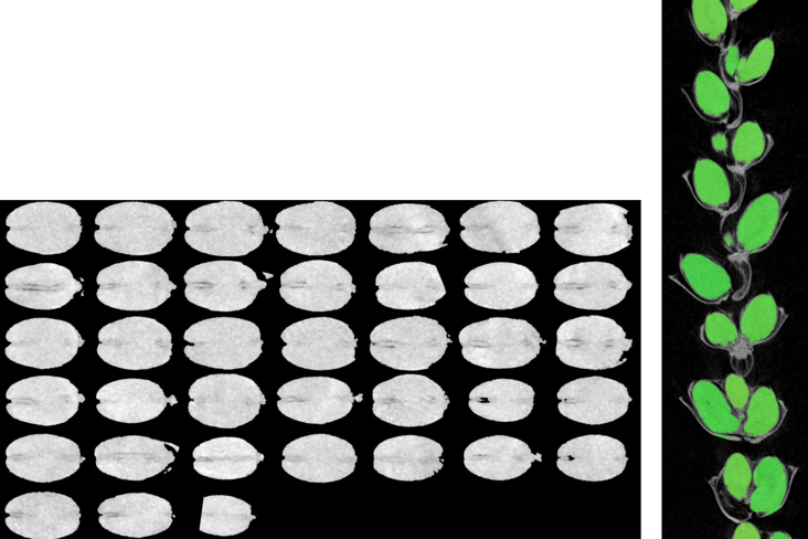 Output image samples visualizing individual grains segmented non destructively from whole ear.