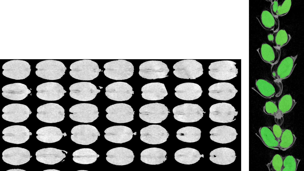 Output image samples visualizing individual grains segmented non destructively from whole ear.