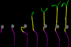 Timeseries for development of single seedling. Photo credits: PhenoLytics GmbH