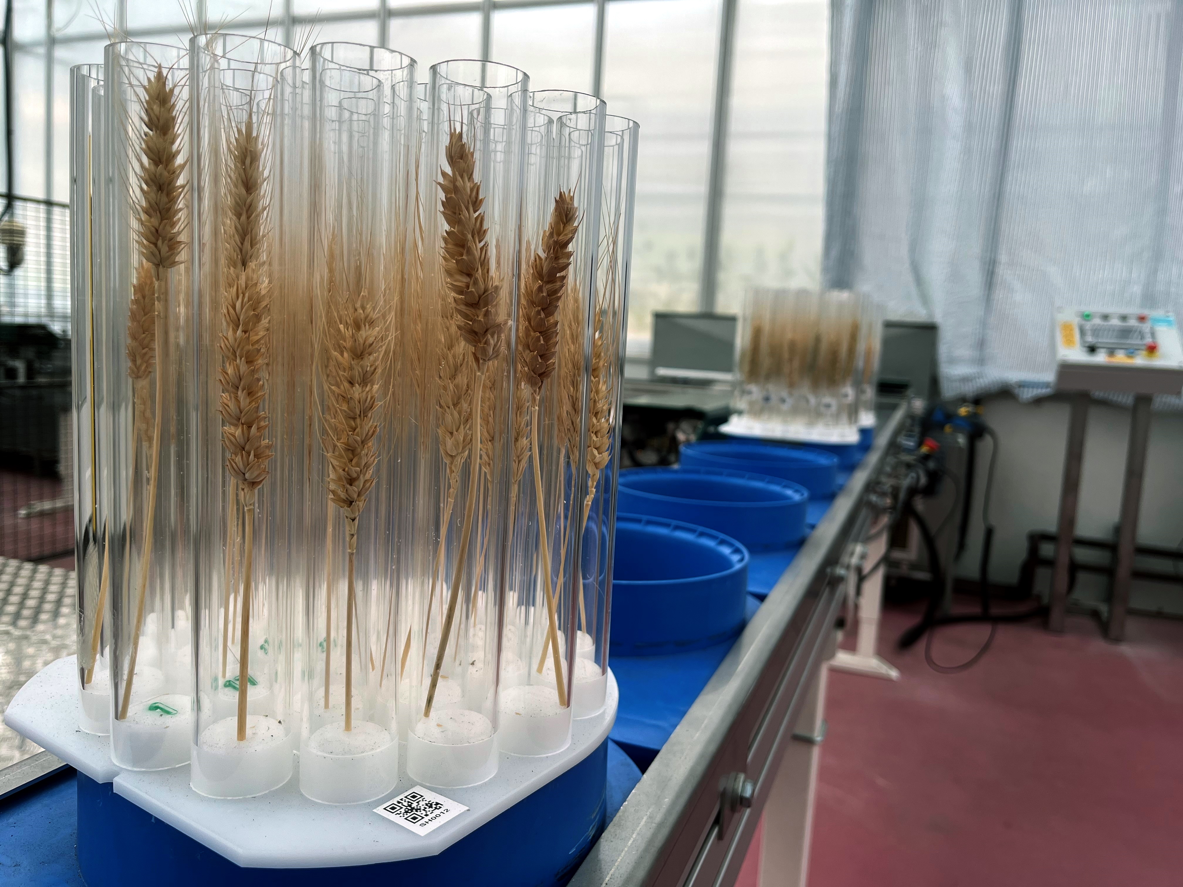 Sample holder loaded with ears for which will be non-destructively segmented and measured as individual grains