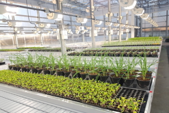 Efficacy screening platform capable of handling various pot and crop types