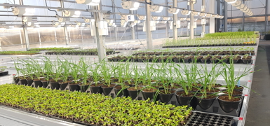 Efficacy screening platform capable of handling various pot and crop types
