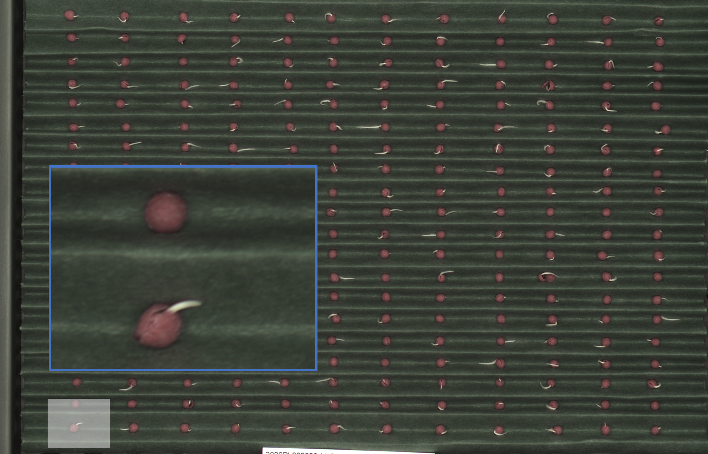High resolution image data tray based radicle emergence 