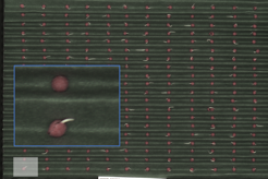 High resolution image data tray based radicle emergence 