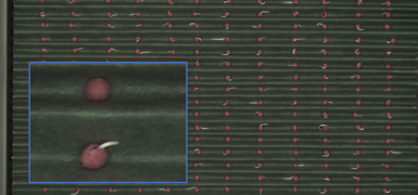 High resolution image data tray based radicle emergence 